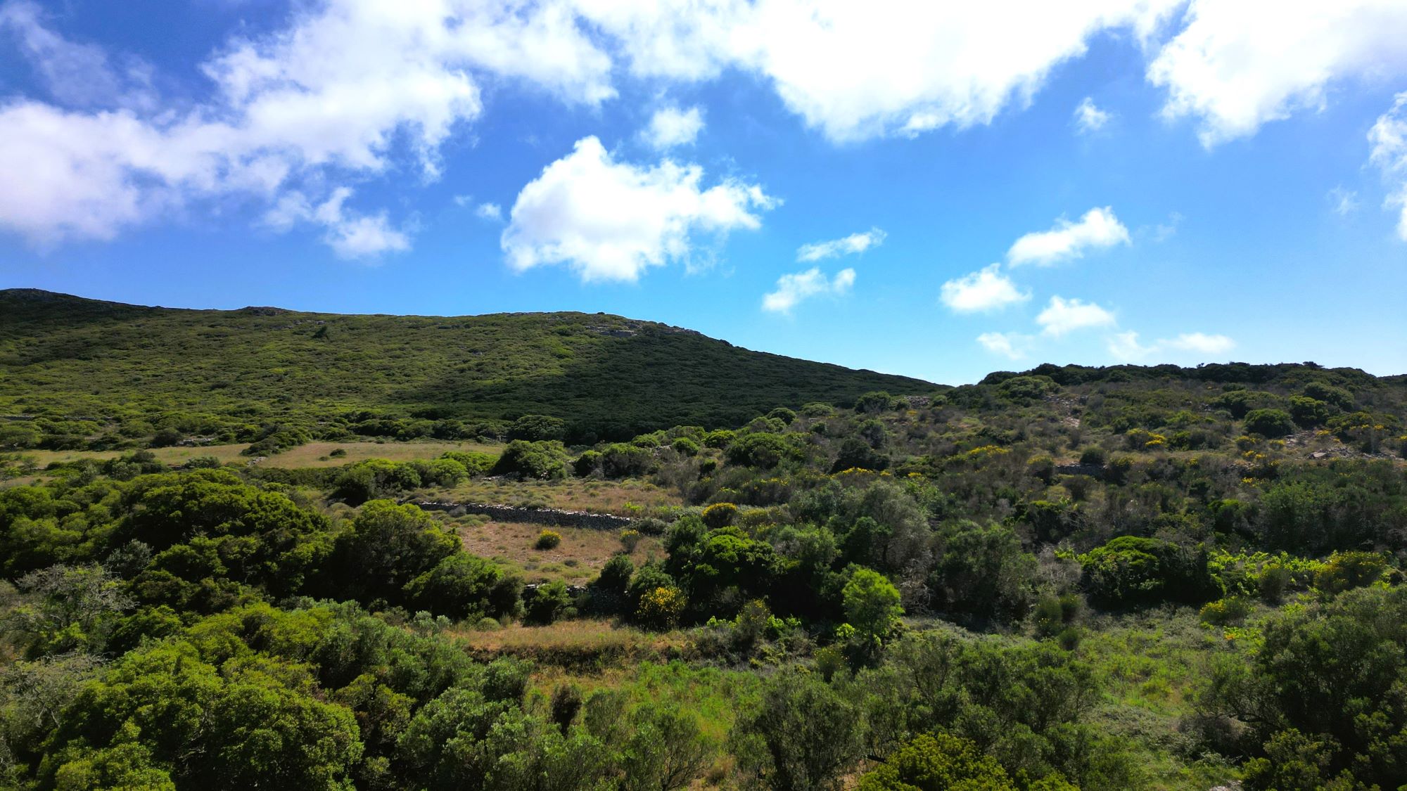 Kalokairines – Large buildingplot with olive trees (6)
