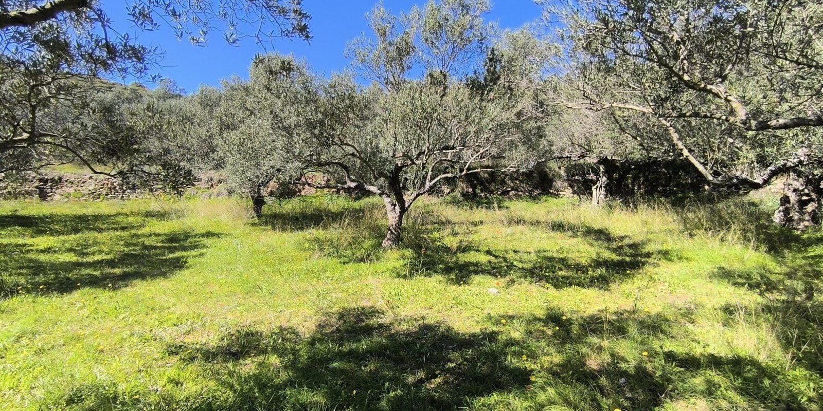 Buildable olive grove Frilingianika (2)