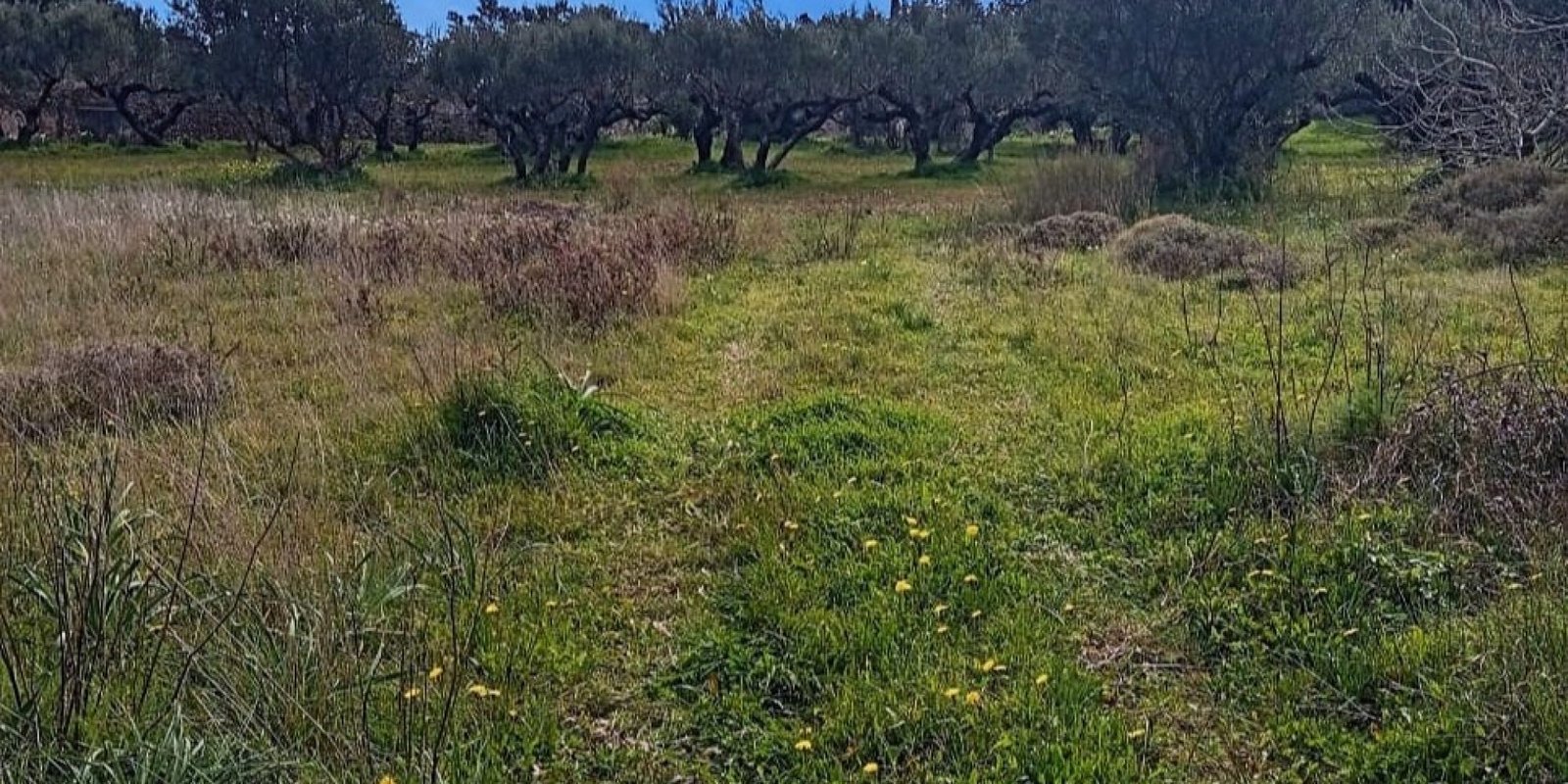 Kalamos - building plot app. 1.200 m2 (1)